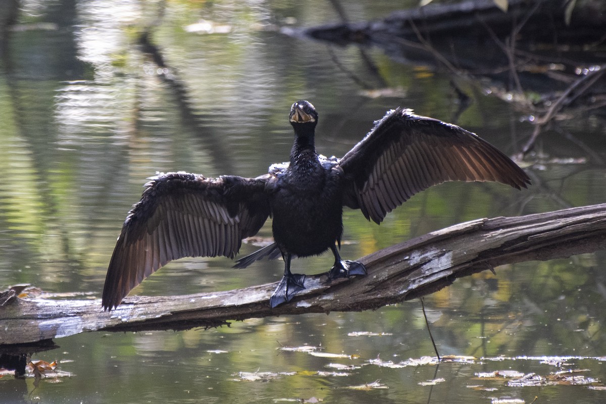 Neotropic Cormorant - Luiz Carlos Ramassotti