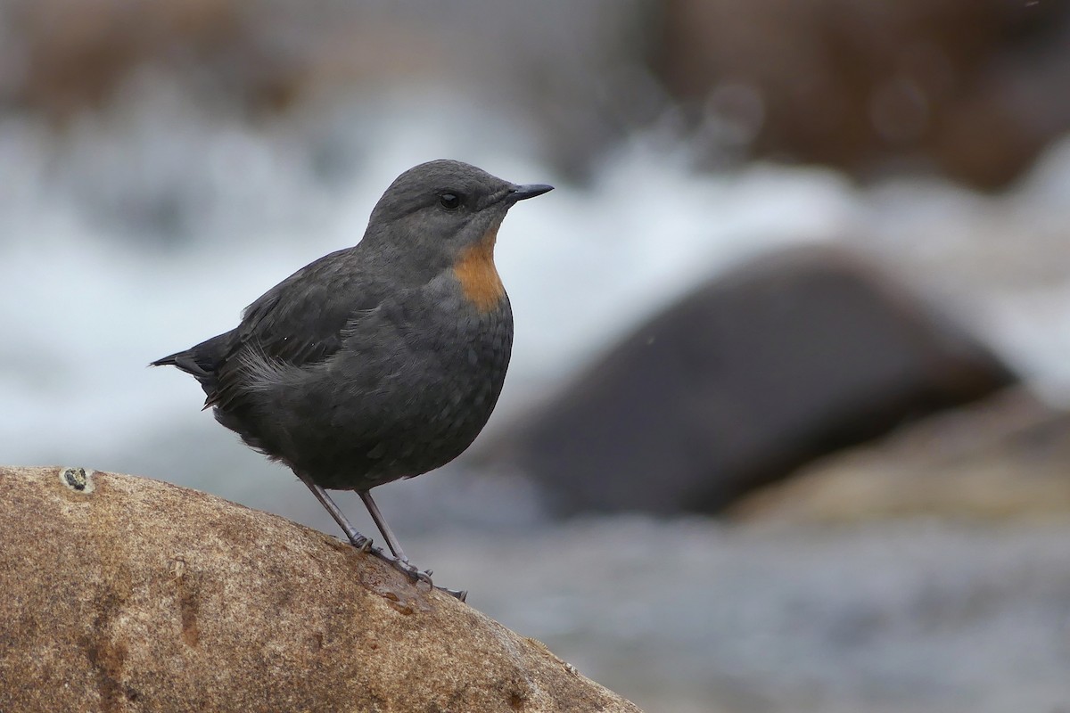 Rufous-throated Dipper - Jorge  Quiroga