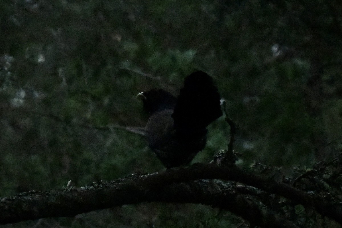 Western Capercaillie - Stephen Broker