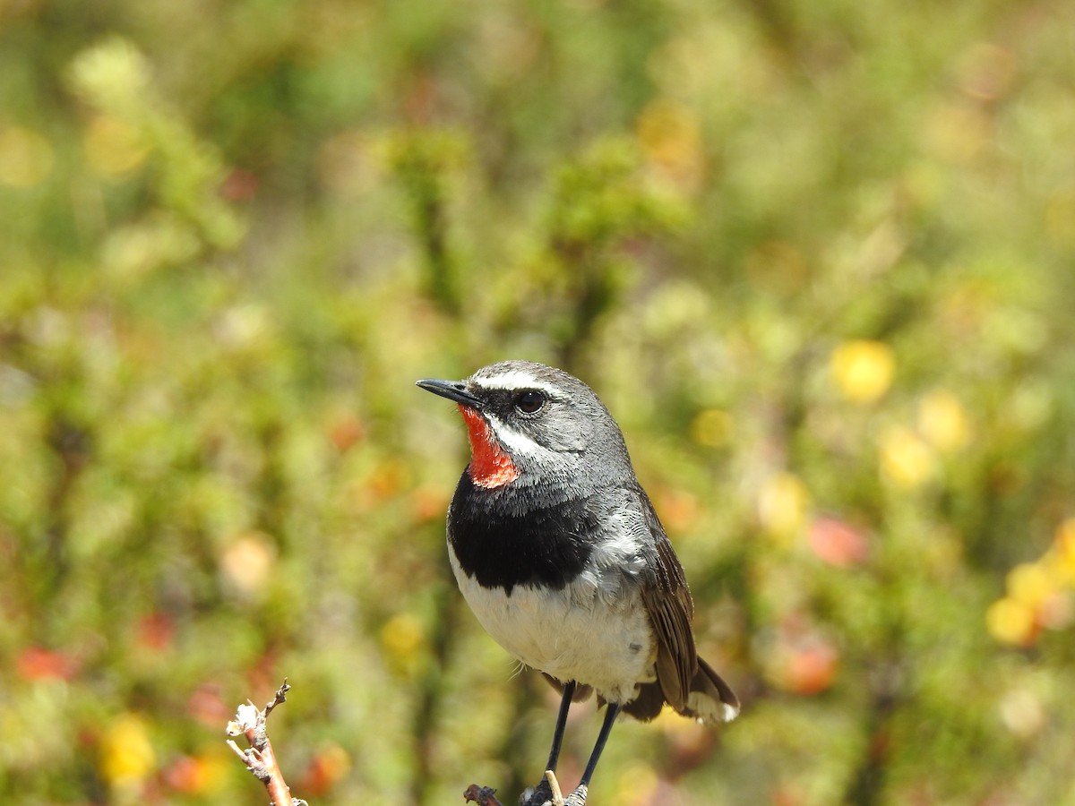 Chinese Rubythroat - ML467666731