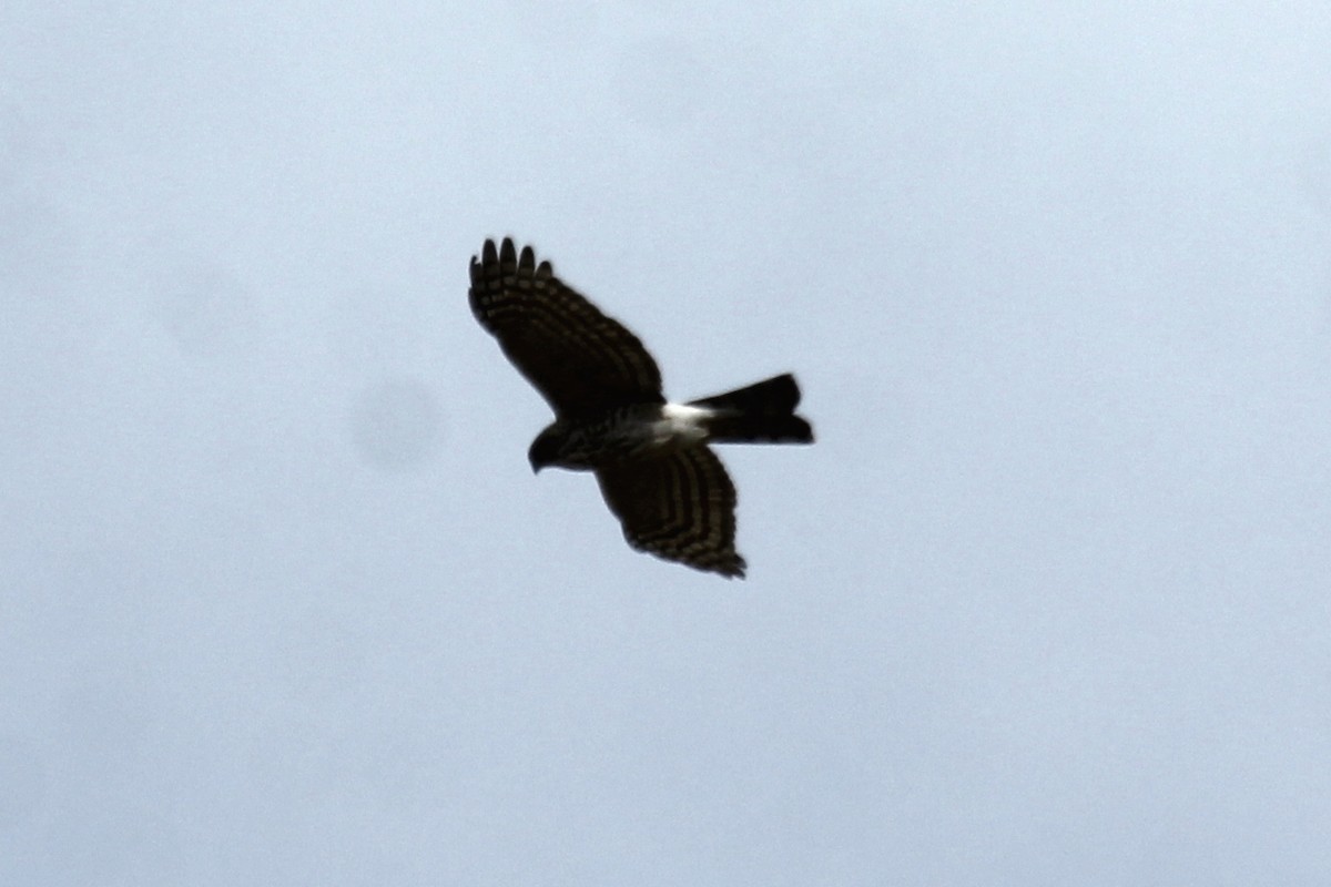 Sharp-shinned Hawk - ML467667091