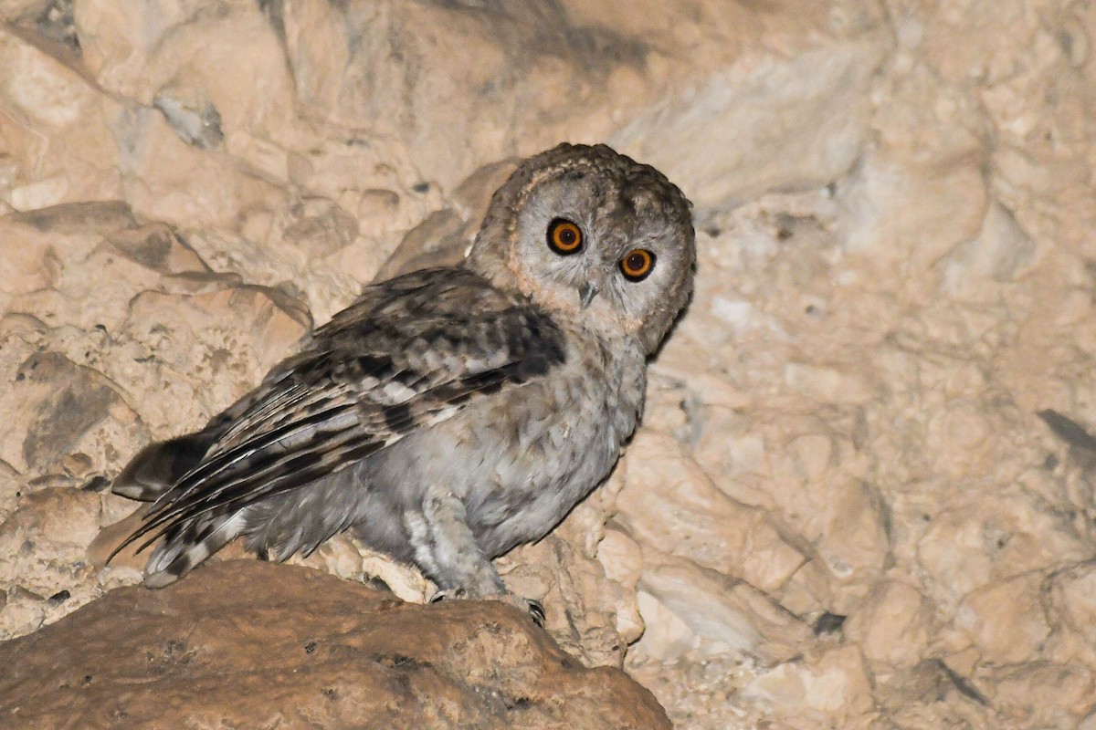 Desert Owl - ML467667841