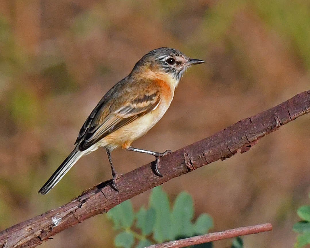 Bearded Tachuri - ML467668281