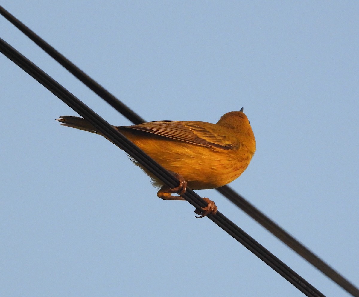 Yellow Warbler - ML467668941