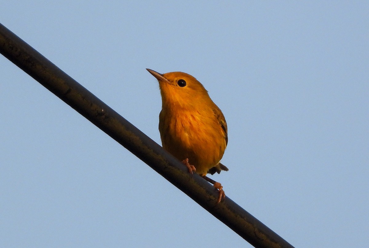 Yellow Warbler - ML467668961