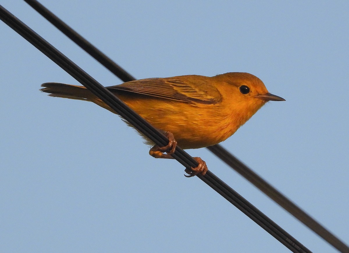 Yellow Warbler - ML467668981