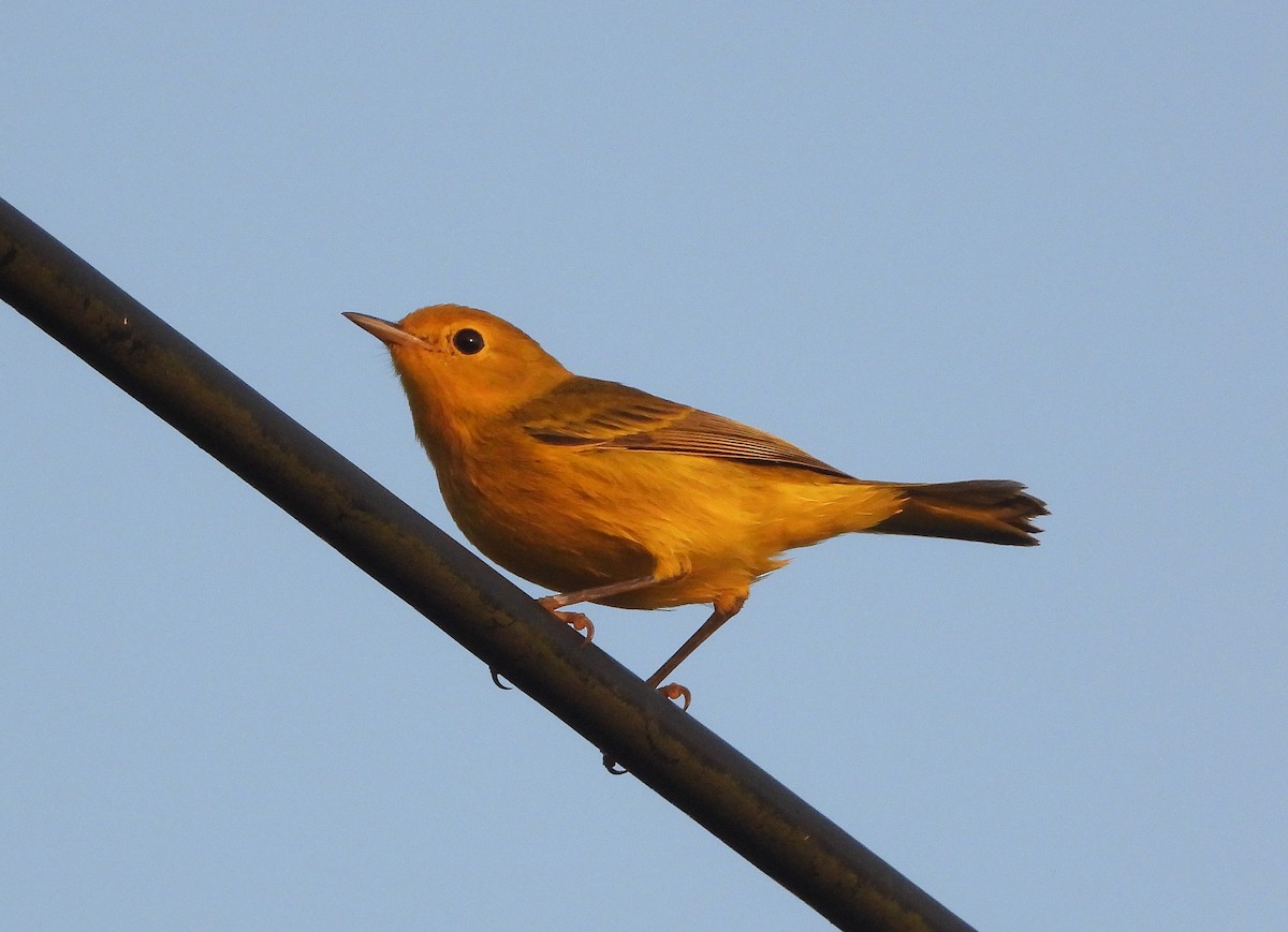 Yellow Warbler - ML467669001