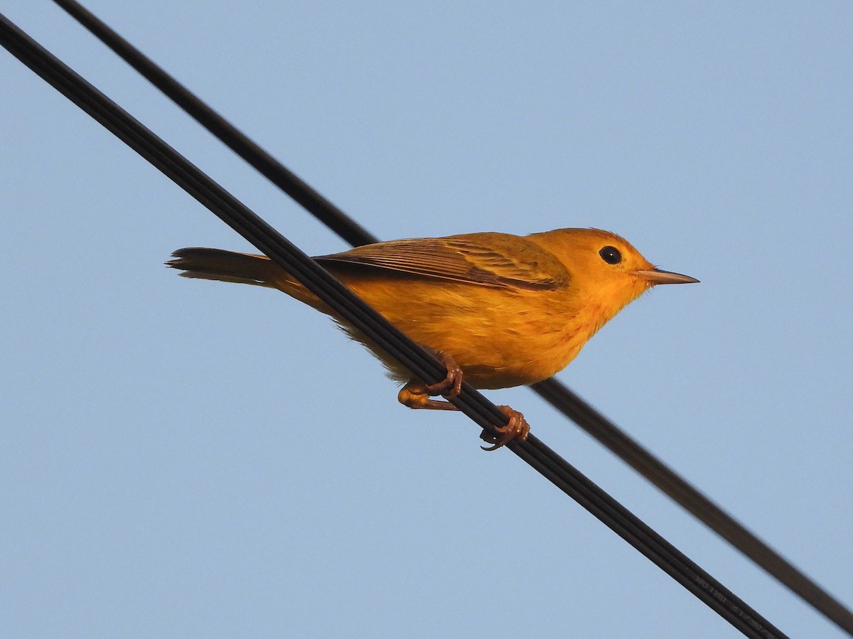 Yellow Warbler - Pam Rasmussen