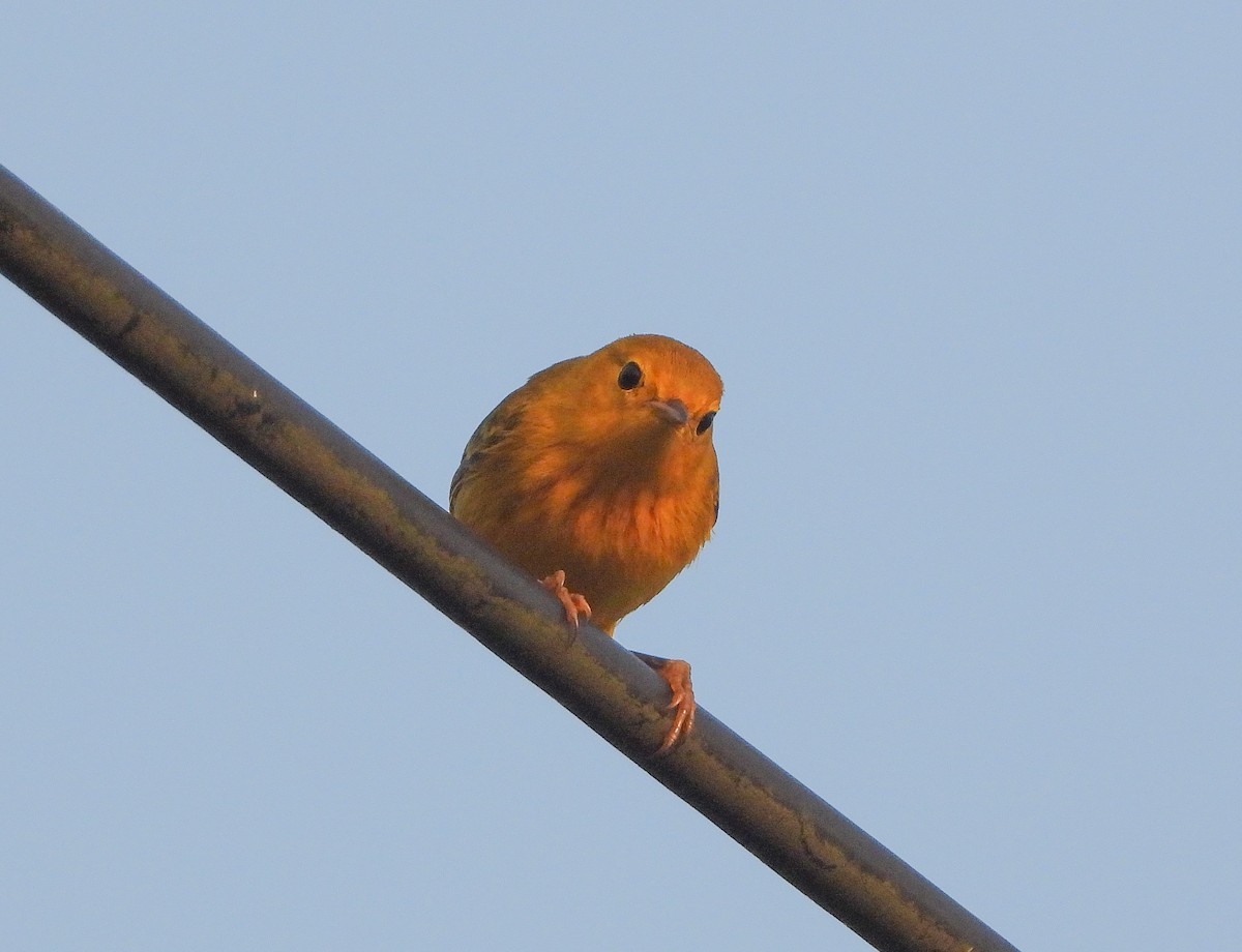 Yellow Warbler - ML467669021