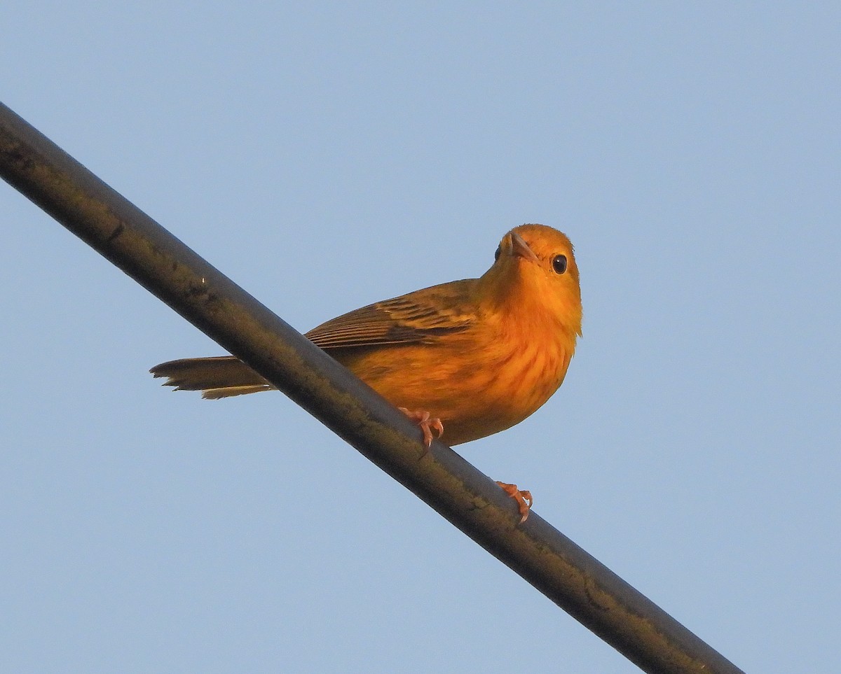 Yellow Warbler - ML467669041