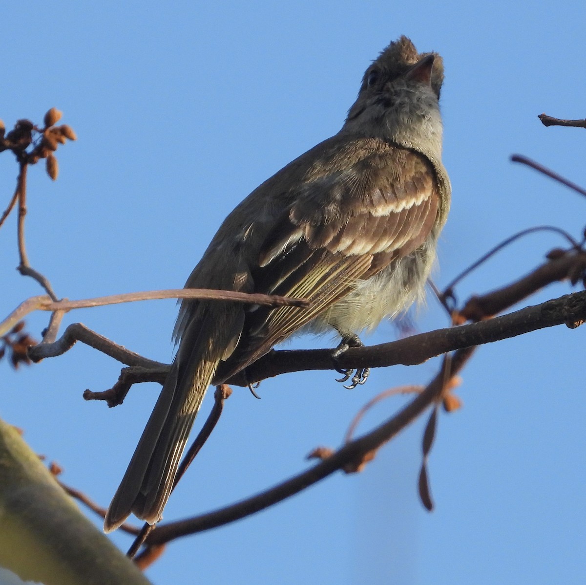 Caribbean Elaenia - Pam Rasmussen