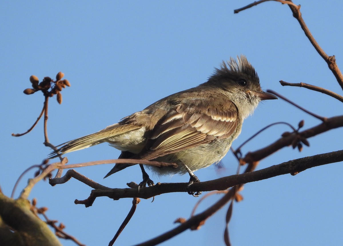 Caribbean Elaenia - Pam Rasmussen