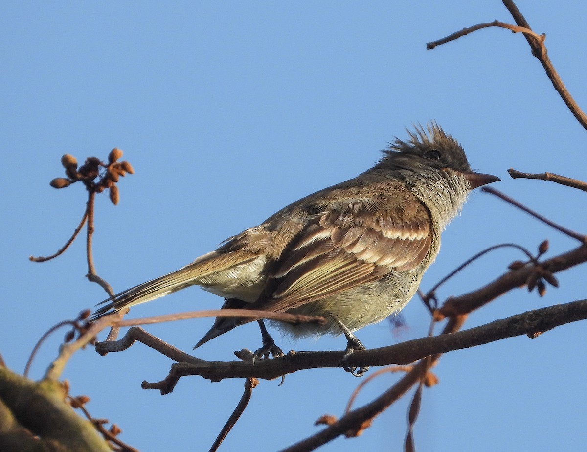 Caribbean Elaenia - Pam Rasmussen