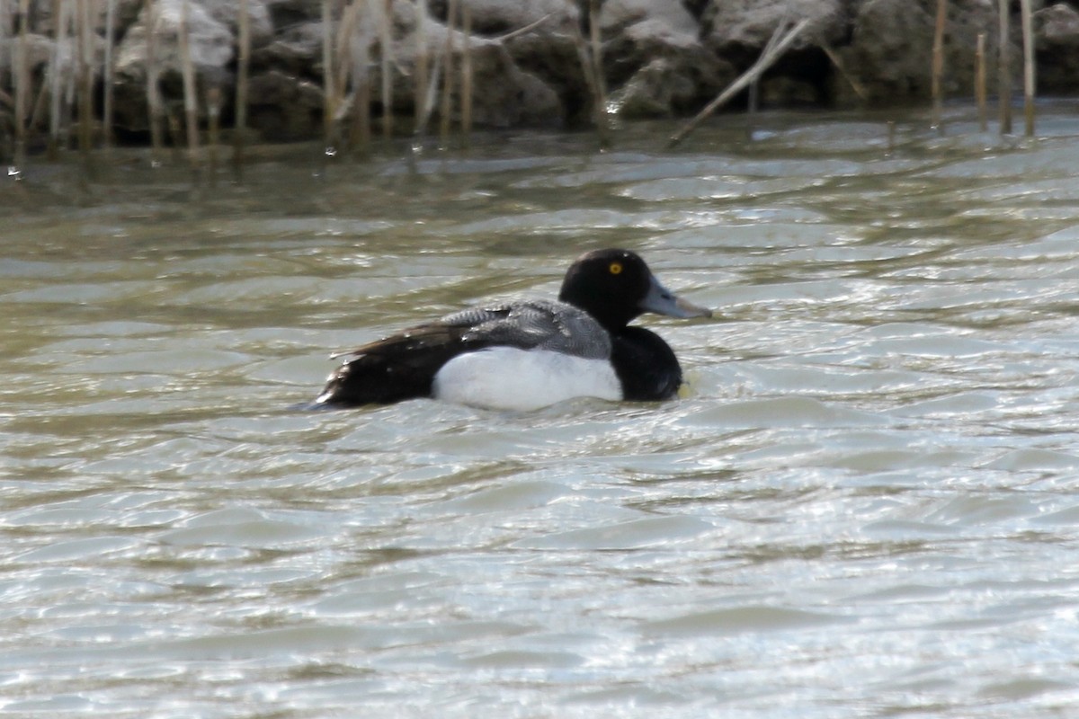 Greater Scaup - ML467669821