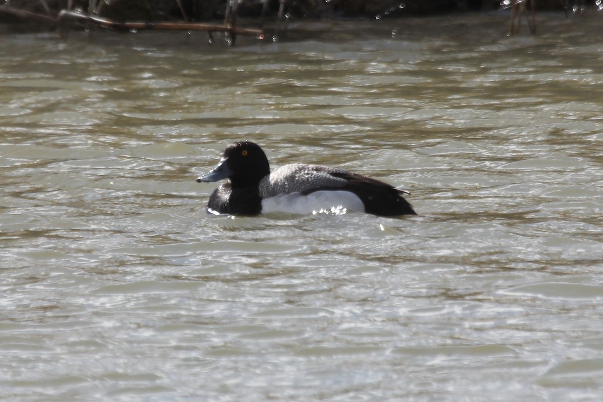 Greater Scaup - ML467669831