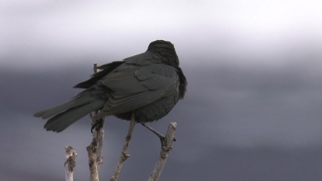 Rusty Blackbird - ML467670