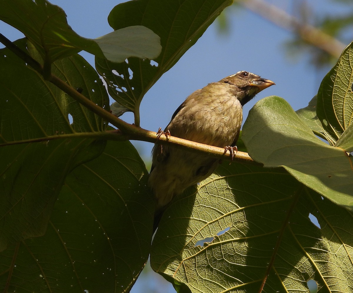 Lesser Antillean Saltator - Pam Rasmussen