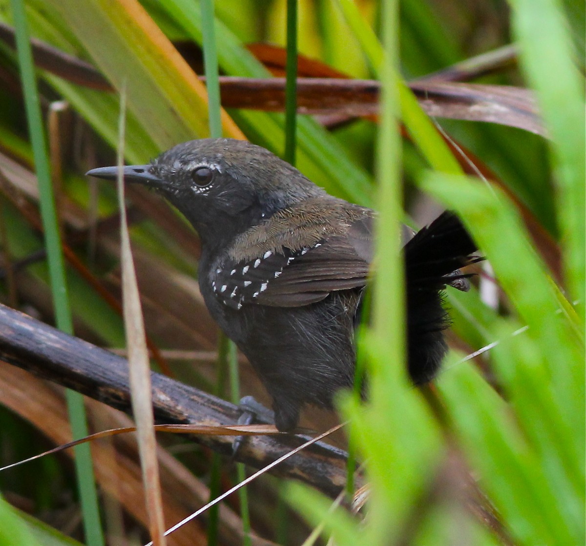 Marsh Antwren (Sao Paulo) - ML46767051