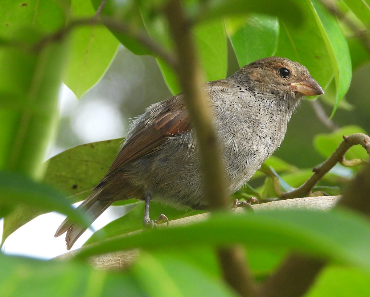 Lesser Antillean Bullfinch - ML467670611