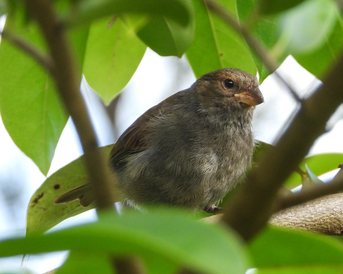 Lesser Antillean Bullfinch - ML467670621