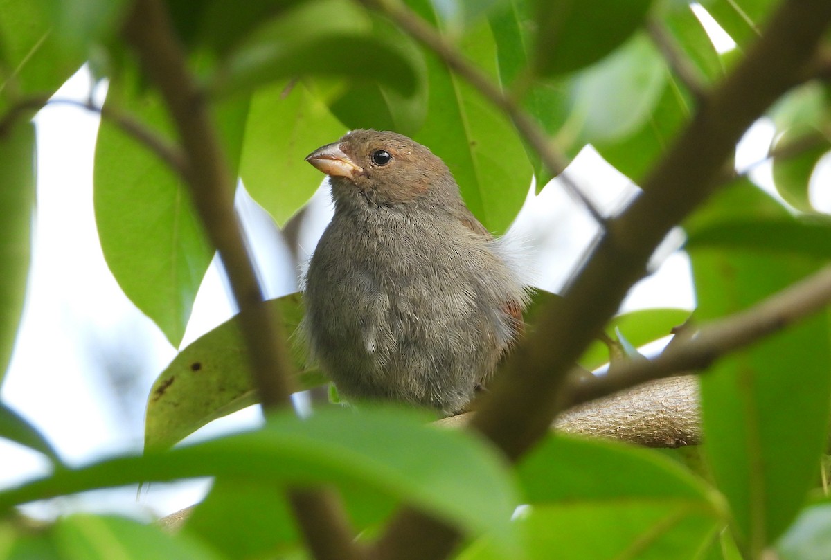 Lesser Antillean Bullfinch - ML467670631