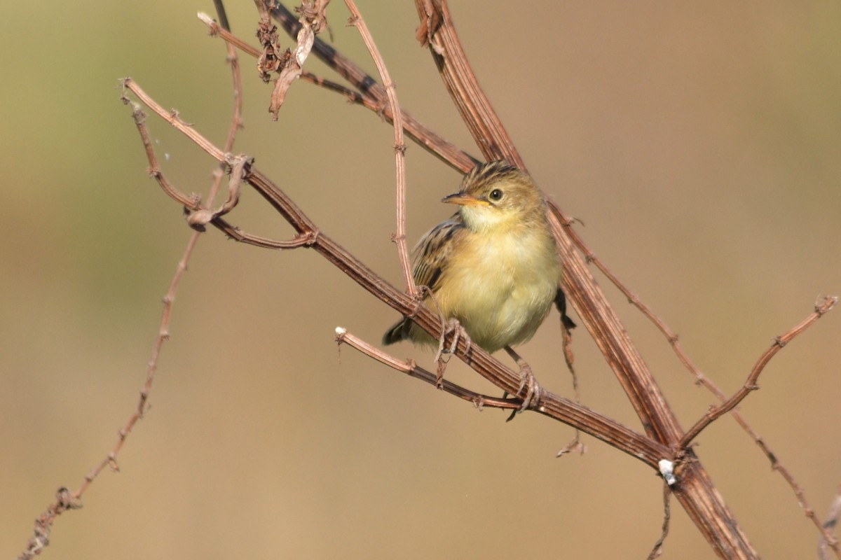 Zitting Cisticola - ML467671541