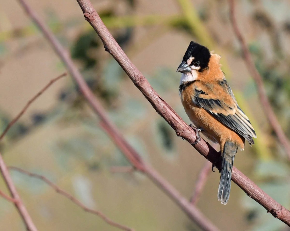 Rusty-collared Seedeater - ML467672601