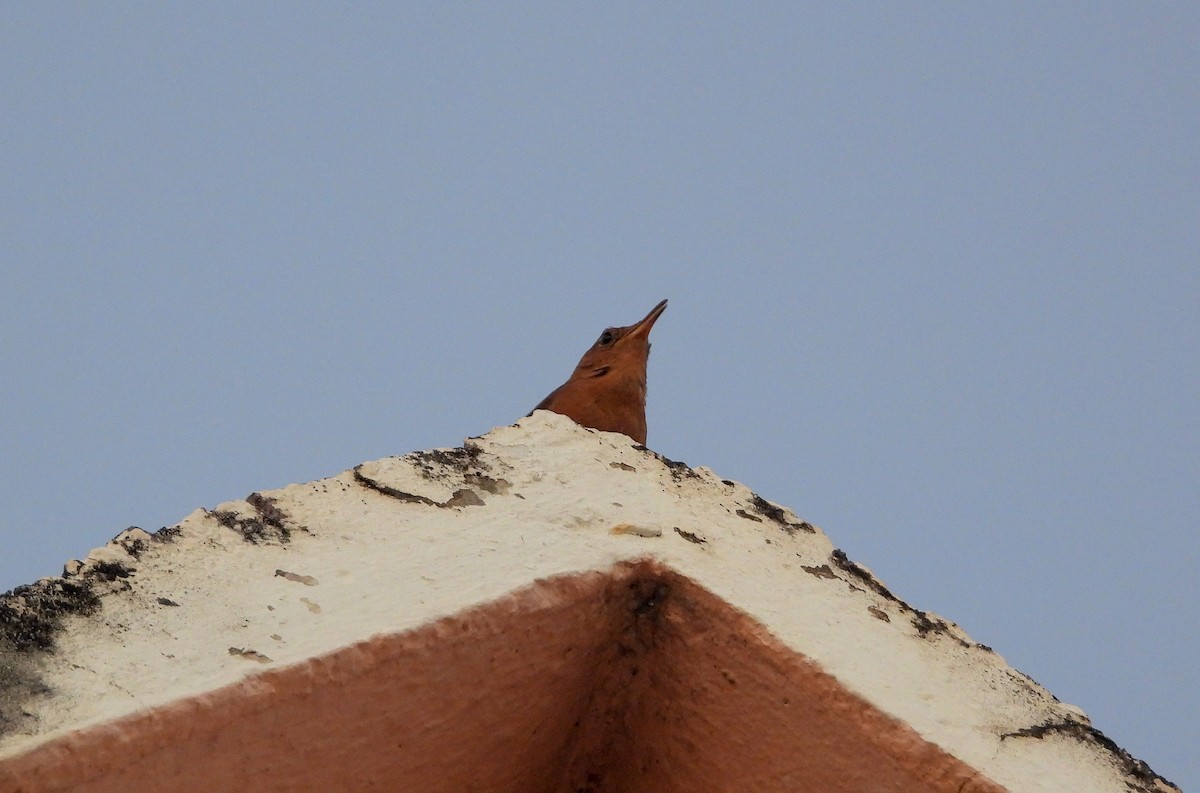 House Wren - ML467672801