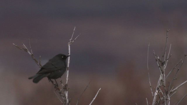 Rusty Blackbird - ML467673