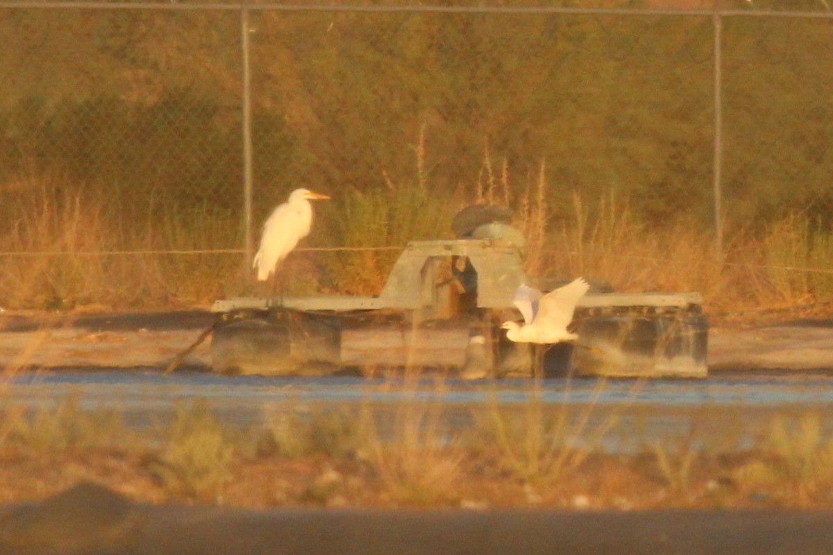 Snowy Egret - ML467673151