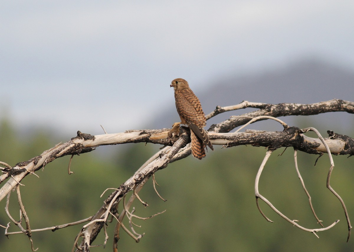 Пустельга (canariensis/dacotiae) - ML467673971