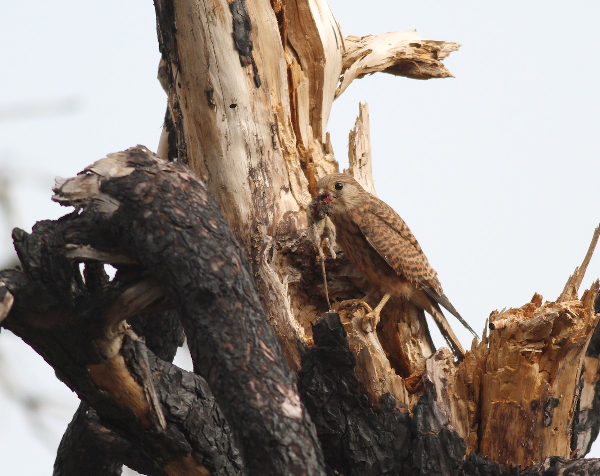 Eurasian Kestrel (Canary Is.) - ML467673981