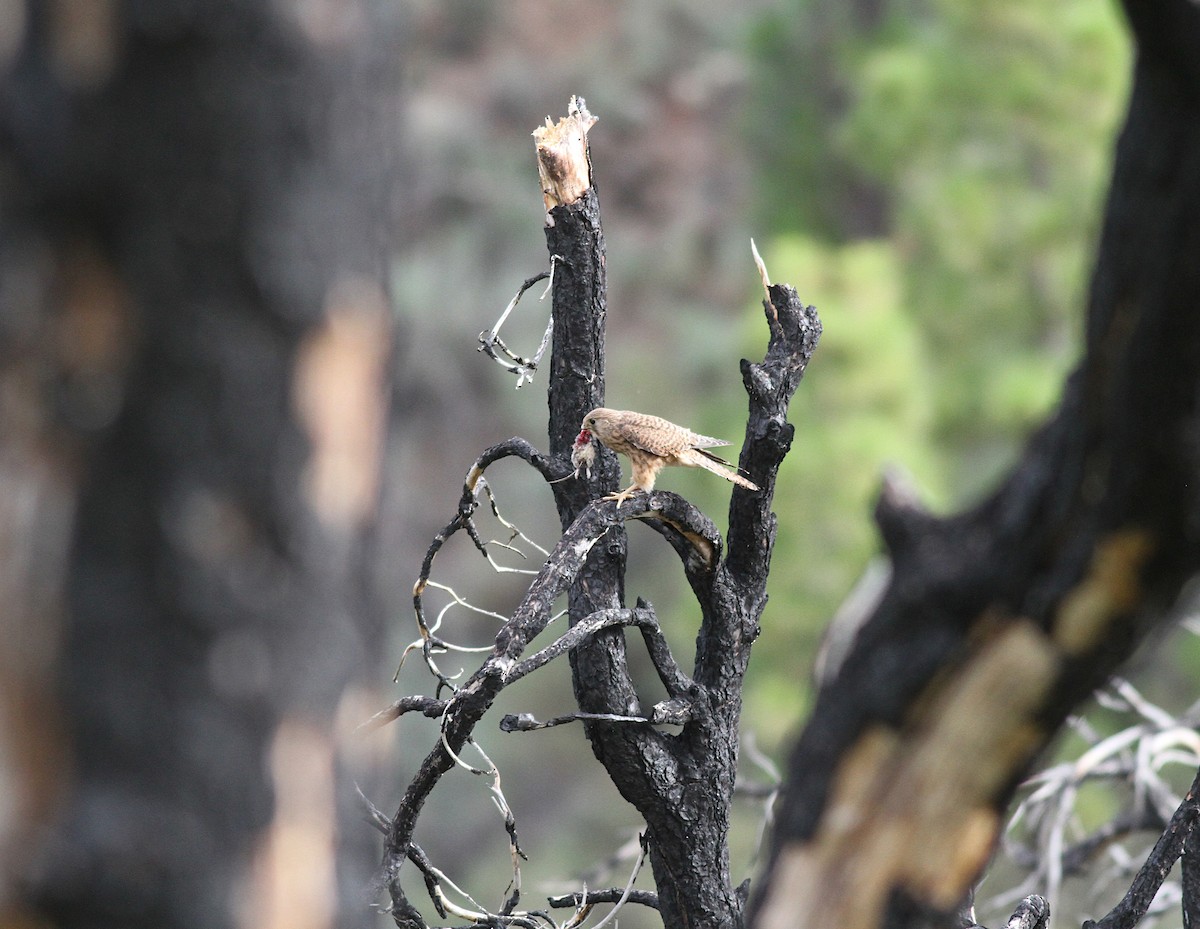 Пустельга (canariensis/dacotiae) - ML467673991