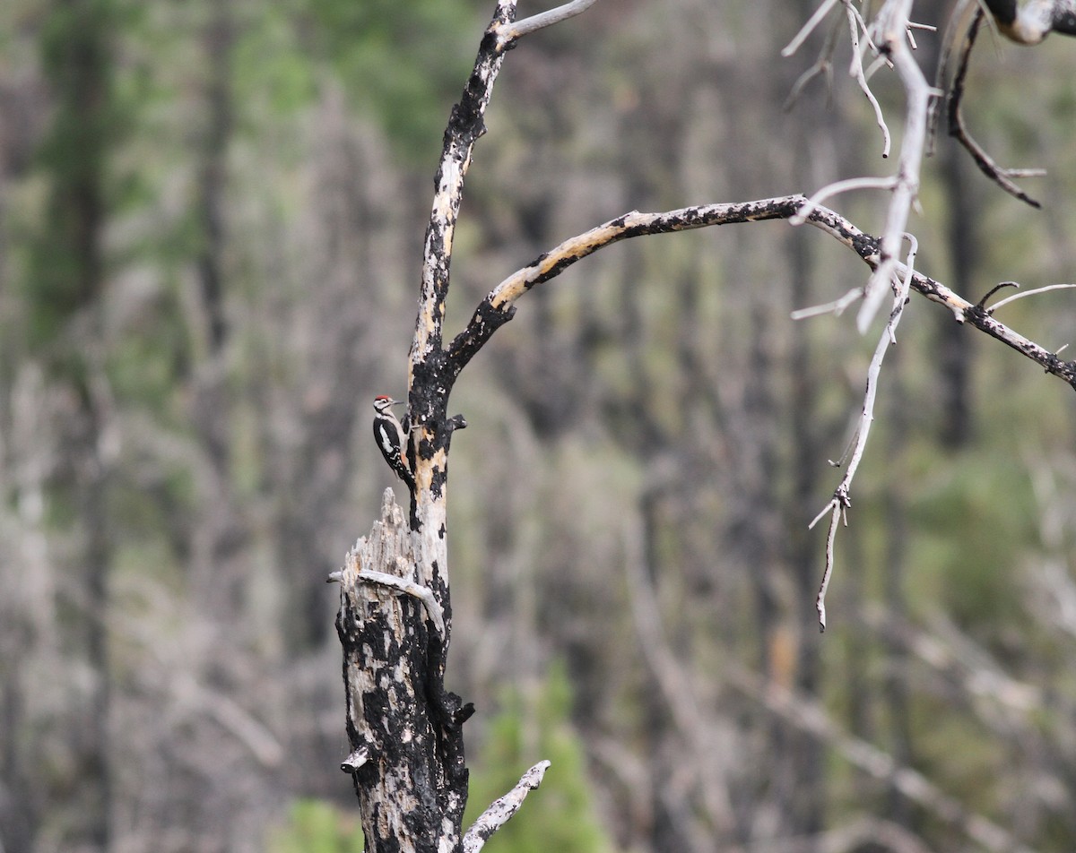 Great Spotted Woodpecker (Canarian) - ML467674001