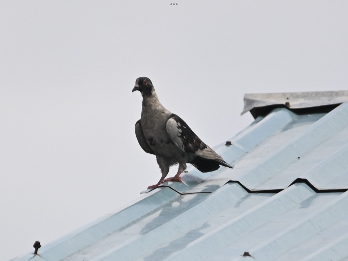 Rock Pigeon (Feral Pigeon) - ML467674561