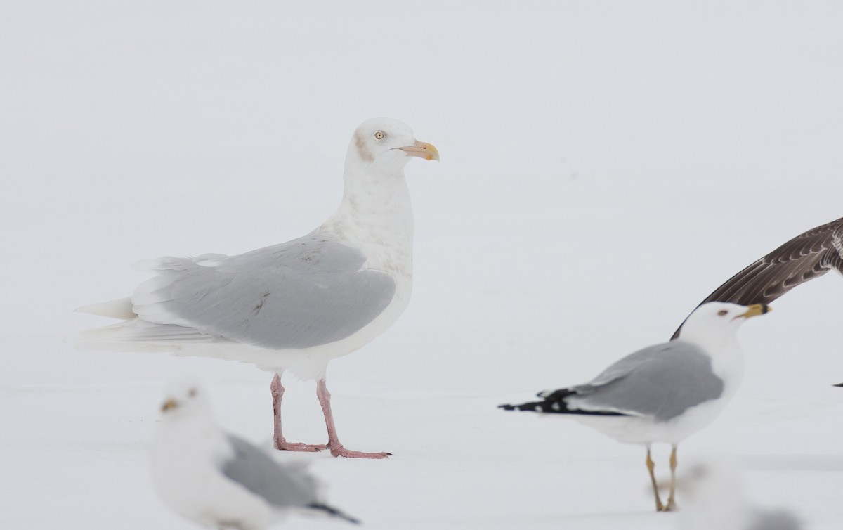 Glaucous Gull - Brandon Holden