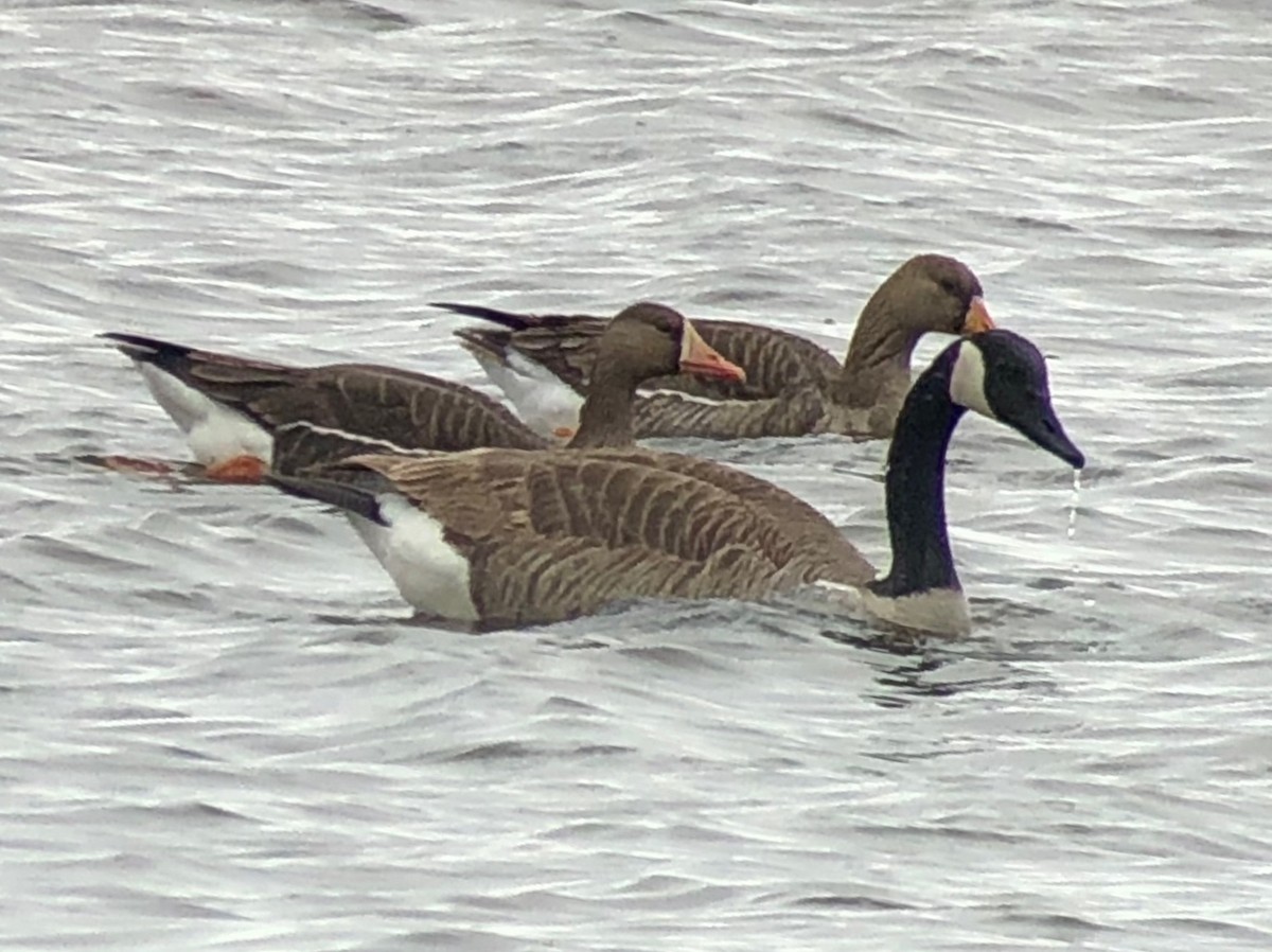 Greater White-fronted Goose - ML467677481
