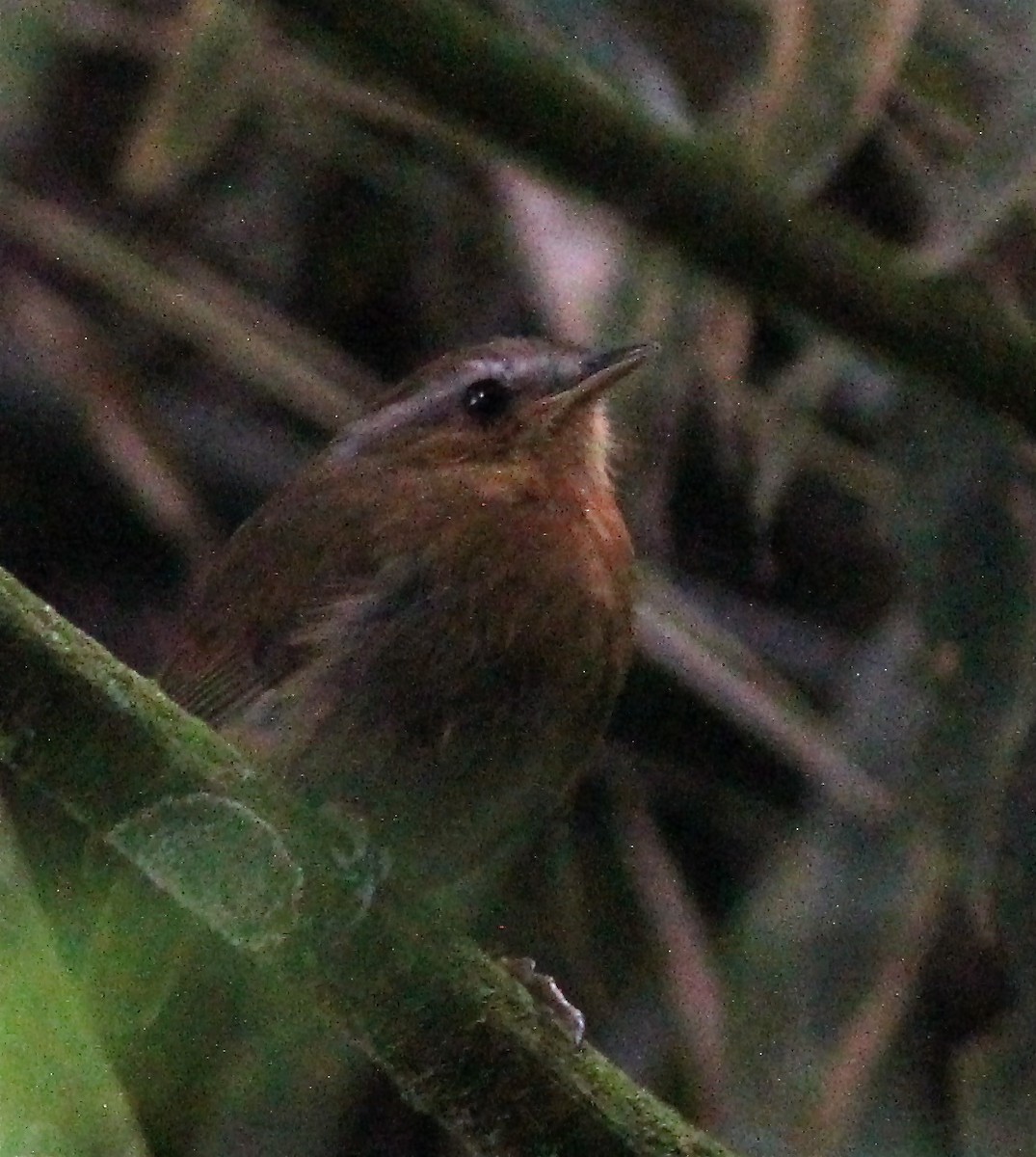 Rufous Gnateater - ML46767751