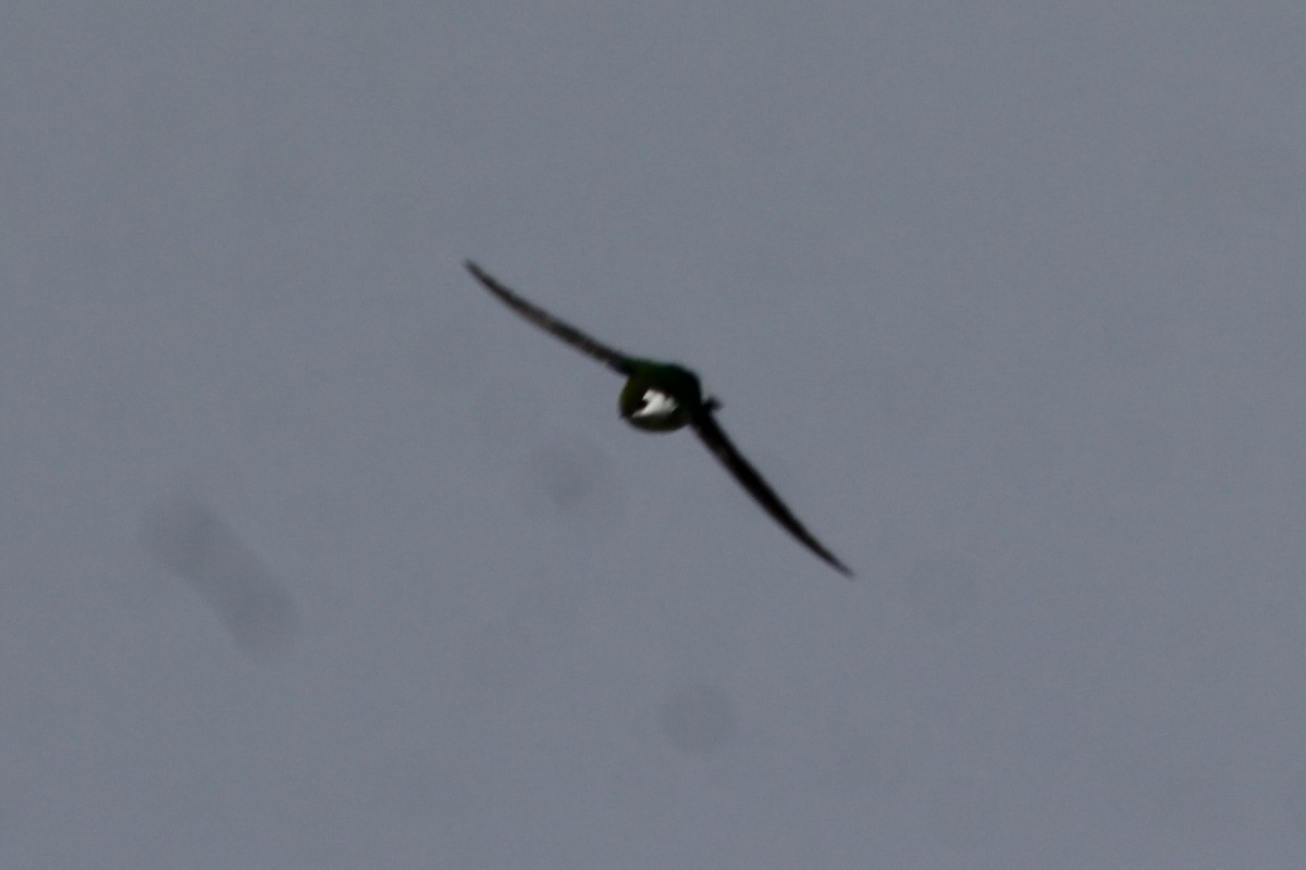 Violet-green Swallow - ML467677661