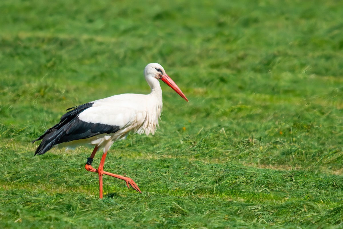 White Stork - ML467677691