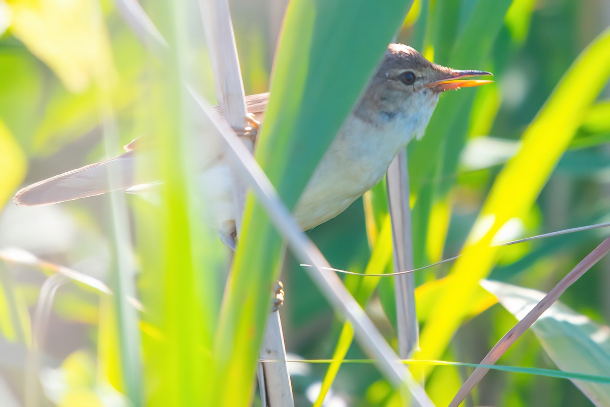 Marsh Warbler - ML467677771