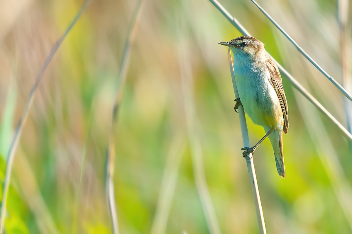 Sedge Warbler - ML467677821