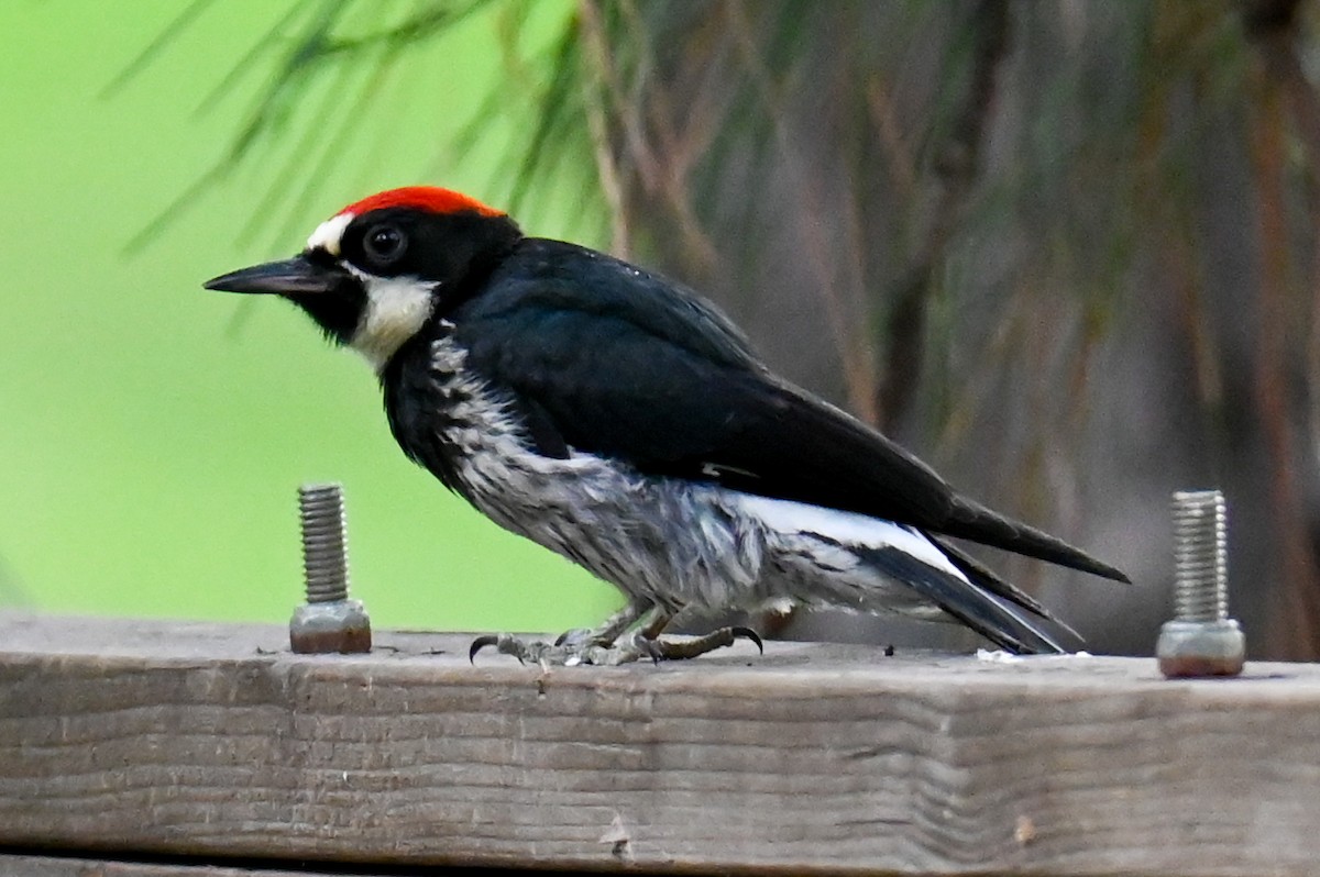 Acorn Woodpecker - ML467678931