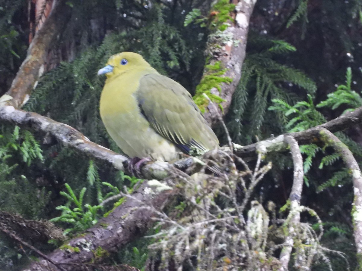 White-bellied Green-Pigeon - ML467679841