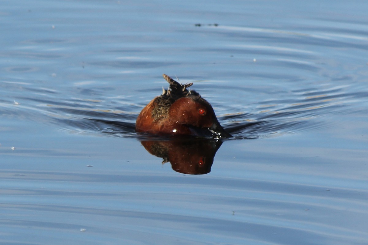 Cinnamon Teal - ML467680391