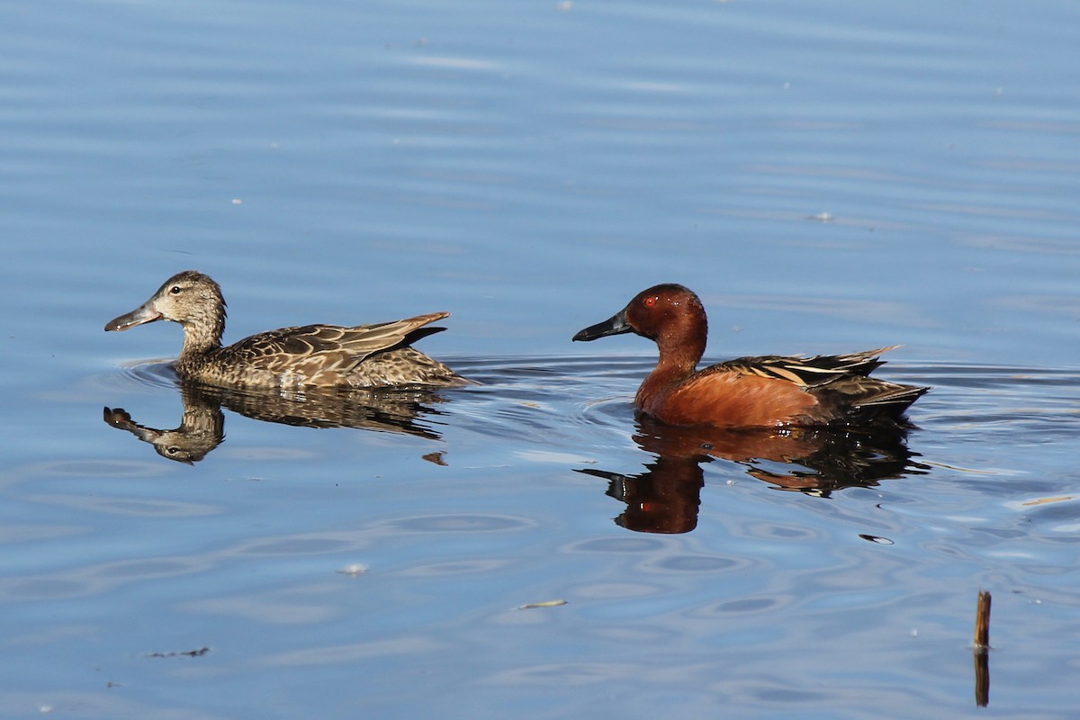 Cinnamon Teal - ML467680411