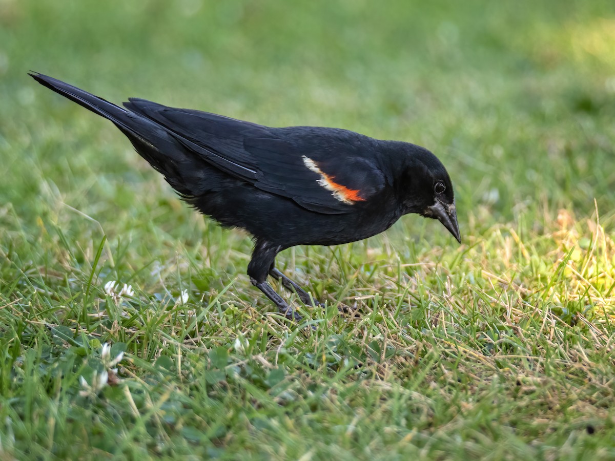 Red-winged Blackbird - ML467680971