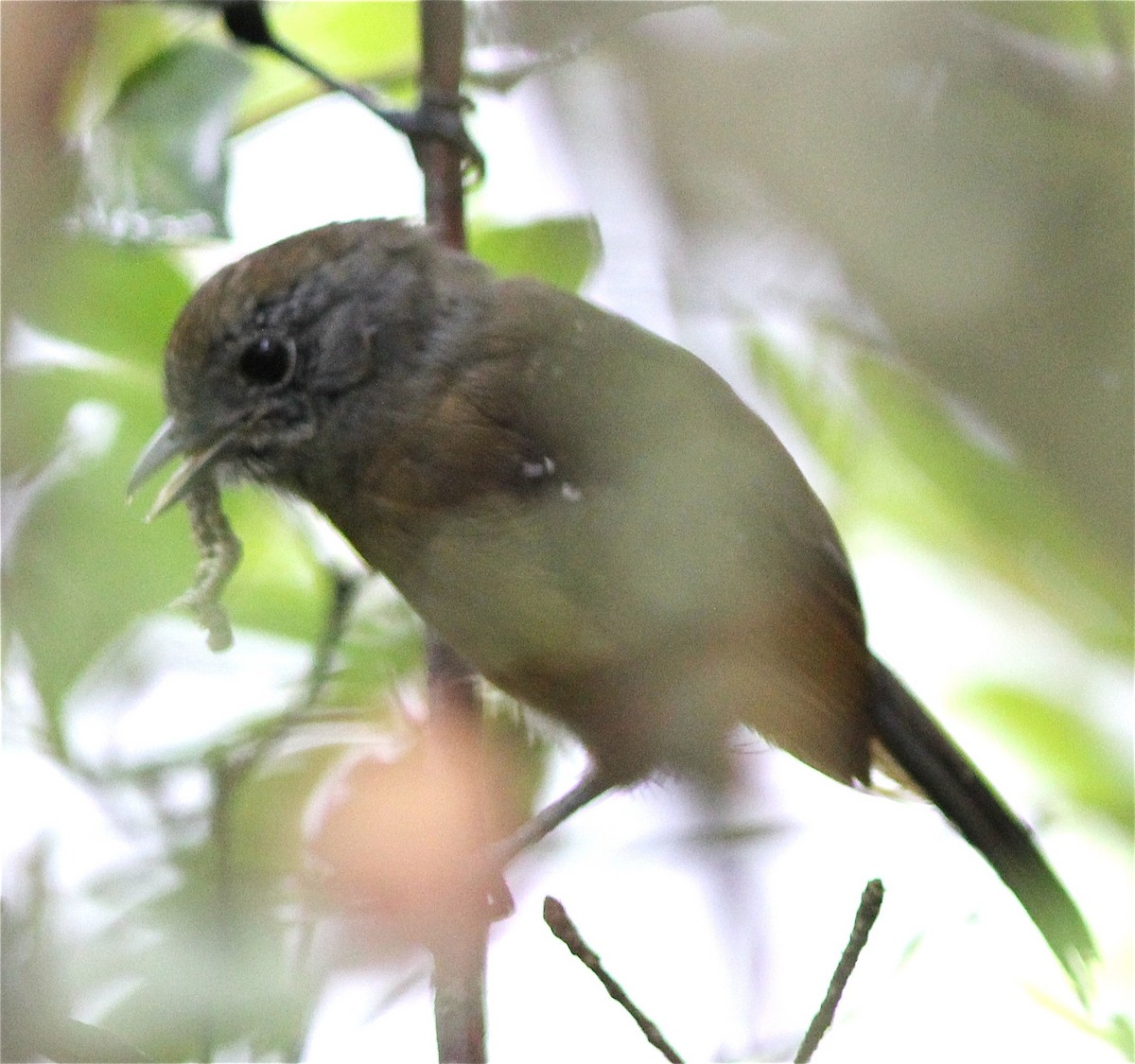 Variable Antshrike - Dave Czaplak