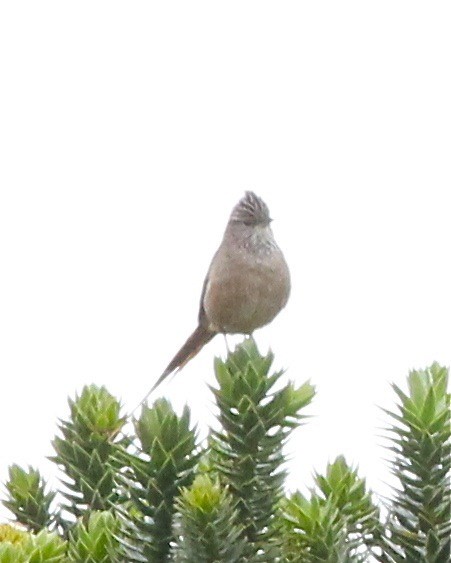 Araucaria Tit-Spinetail - ML46768241