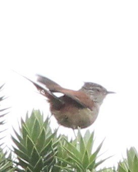 Araucaria Tit-Spinetail - ML46768251